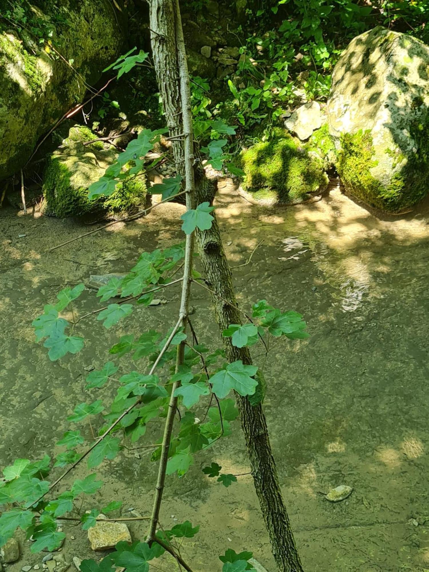 Alloggio Petrigh Canal di Grivo Buitenkant foto